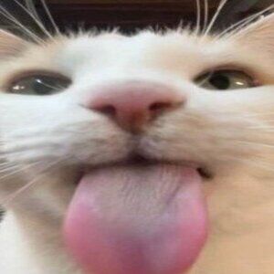 Meet your Posher, Evie